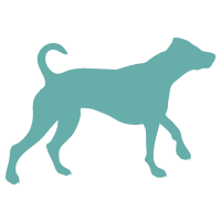 Hund1