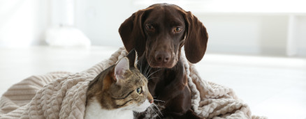 Tierkrankenversicherung Makler Teaser
